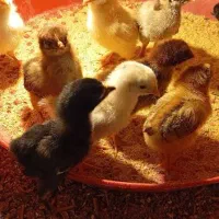 جوجه رنگی  اردک  محلی رسمی