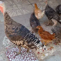 بوقلمون جوان به همراه مادر