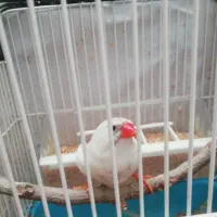 فنچ|پرنده|شیراز, شهرک گلها|دیوار