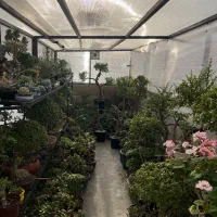 خرفه کراسولا جید بنسای