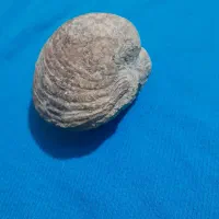 1 عدد صدف دو کفه