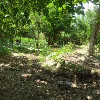 زمین