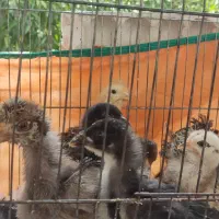 جوجه نژاد دار سلطان ، لاری ، پاپر کاکلی