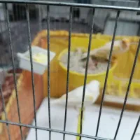 جفت قناری|پرنده|یزد, |دیوار