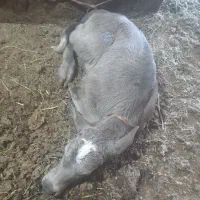 بچه گاو میش