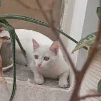 گربه عقیم