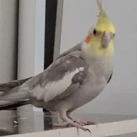 پرنده