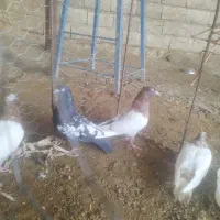 سینه ای