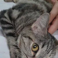 ۴ تا پیشی|گربه|تبریز, |دیوار