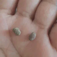 سنگ جفت