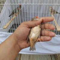 جفت با جوجه اروپائی وچند عدد فنچ فوق مولد