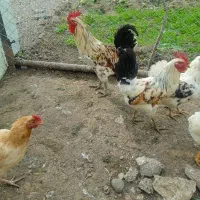 خروس گلین
