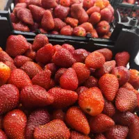 مربای توت فرنگی