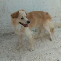 پامرانین روباهی