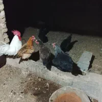 فروش مرغ رسمی وخروس