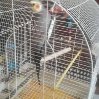 عروس نر  بالغ مناسب  جفت