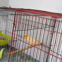یک جفت قناری