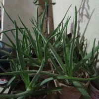 گل الوورا