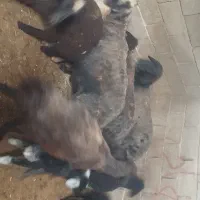 4تا میش بره سیاه سام