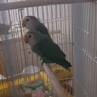 جفت طوطی برزیلی به همراه جوجه
