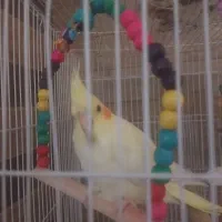 عروس هلندی ماده