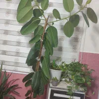 گل طبیعی فیکوس