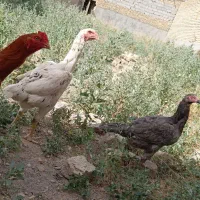 مرغ و خروس لاری شش دانگ