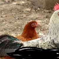 یک عدد خروس عربی