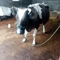 گاو|حیوانات مزرعه|خان ببین, |دیوار