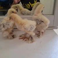 برهما ۲۰ روزه رومانی خالص
