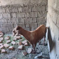 گوسفند