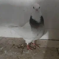 یک جفت کبوتر طوقی