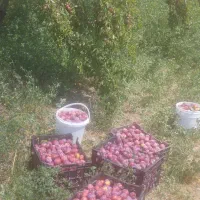 آلو خوشمزه وتازه