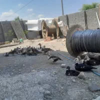اردک اسرائیلی مسکویی
