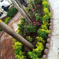 خدمات کلیه باغبانی باغچه کاری گل کاری کاشت گل وگیا