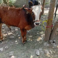 یک راس ورزاکوله چالوسی