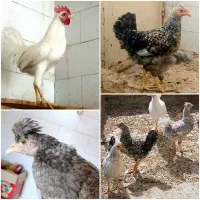 ۶ عدد مرغ و خروس