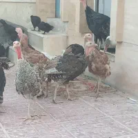 بوقلمون