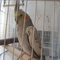 عروس هلندی نر و ماده