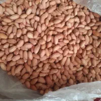 بذر بادام زمینی