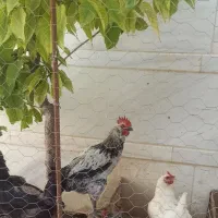 خروس