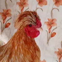 خروس سلطان
