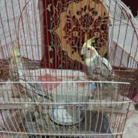 عروس هلندی سالم و سرحال