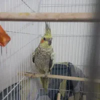 عروس هلندی ماده خوشگل جذاب