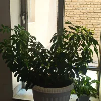 گل و گلدان