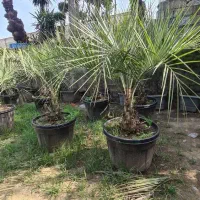 فنیکس آبی