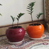 گل های فروشی درحال رشد