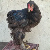 جوجه خروس برهما بلک