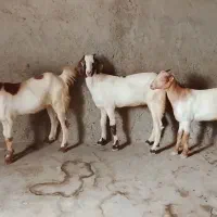 کهره و بز ذات دوقلوزا