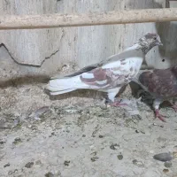 کفتر